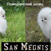 Кинологический центр Сан Меднис Фото 2 на проекте VetSpravka.ru Кинологический центр Сан Меднис Фото 2 на проекте VetSpravka.ru
