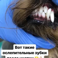 Груминг-салон Стильный питомец Фото 2 на проекте VetSpravka.ru Груминг-салон Стильный питомец Фото 2 на проекте VetSpravka.ru